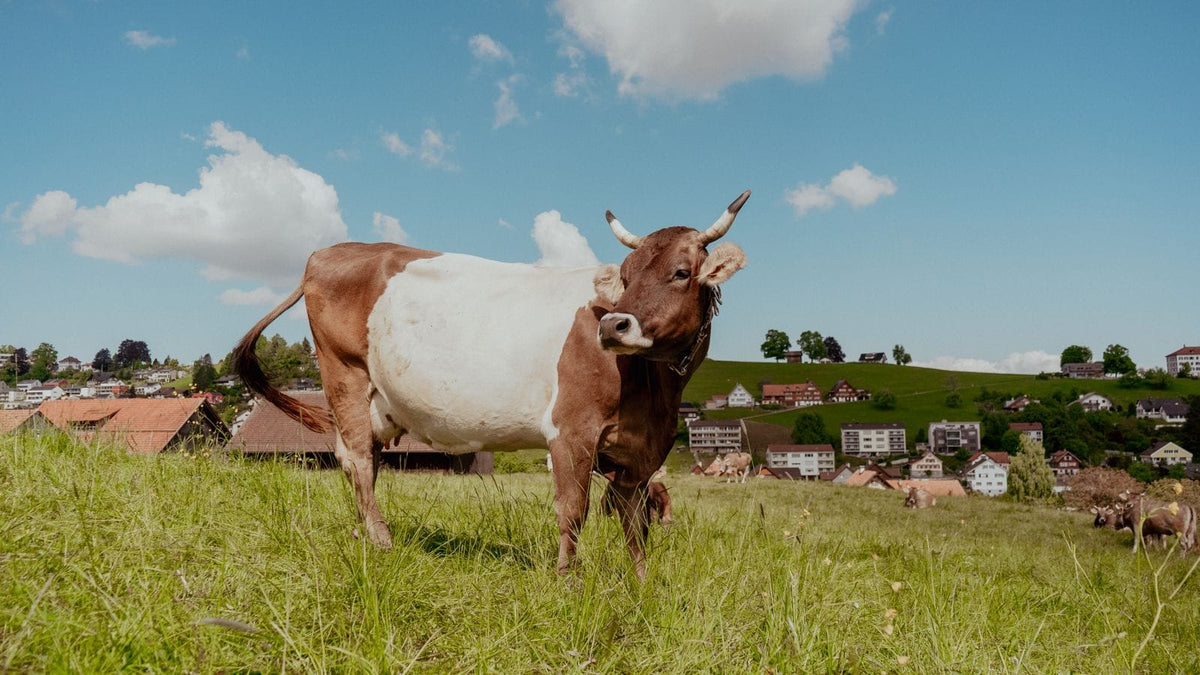 Vache brune et blanche broutant dans une prairie verte sous un ciel bleu avec des nuages cotonneux, village rustique en arrière-plan.